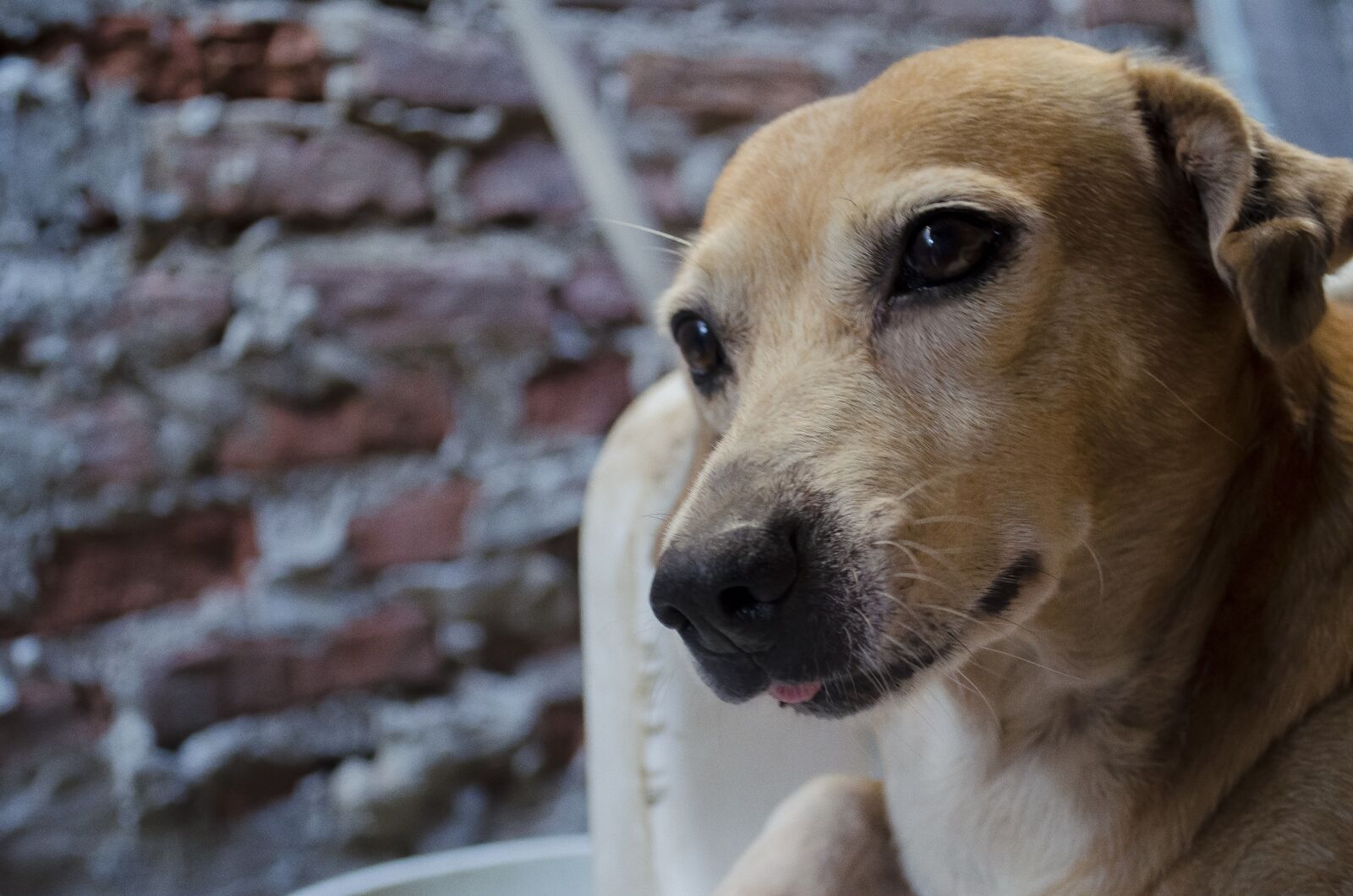 Nikon D5100 sample photo. Faithful friend, canine, dog photography