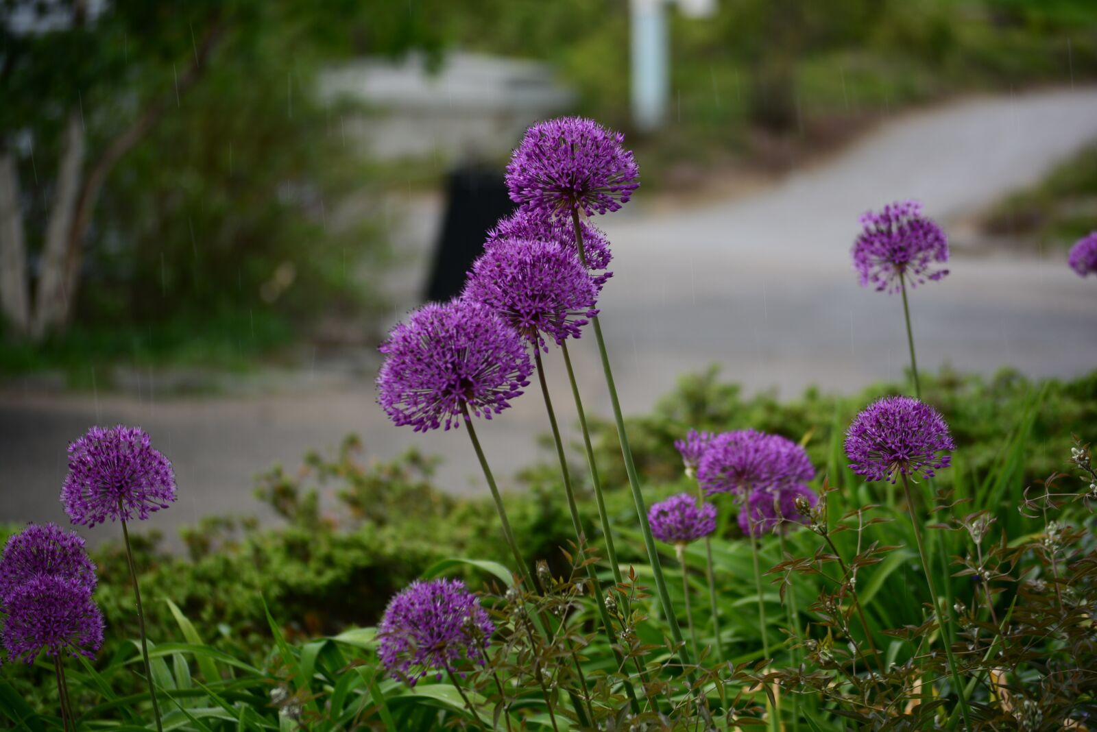 Nikon D5200 sample photo. Nature, flower, plant photography