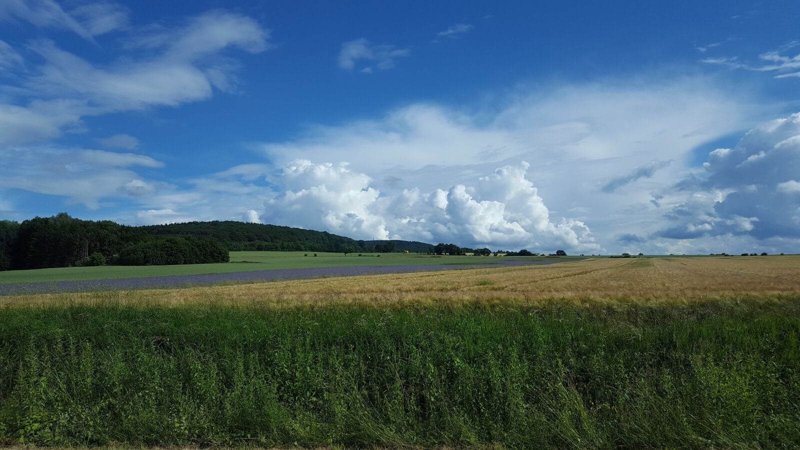 Samsung Galaxy S6 sample photo. Nature, field, tree photography