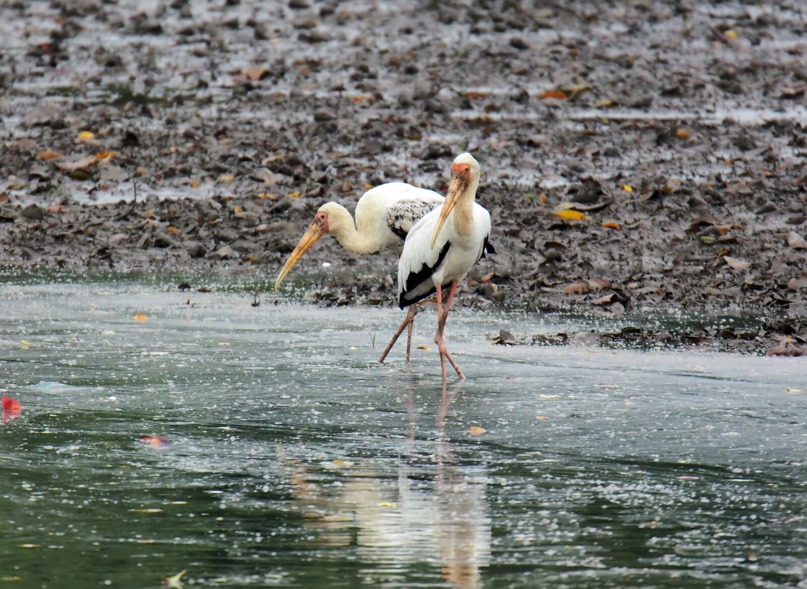 Tokina SD 400mm f/5.6 sample photo. Migratory, wild, bird photography
