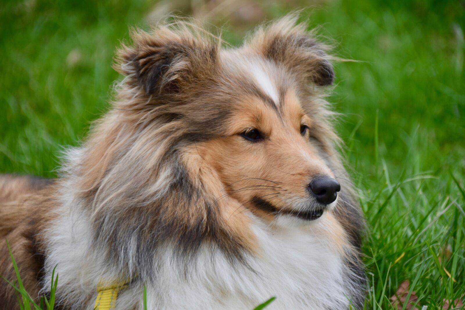 Nikon D5600 sample photo. Dog, bitch, shetland sheepdog photography