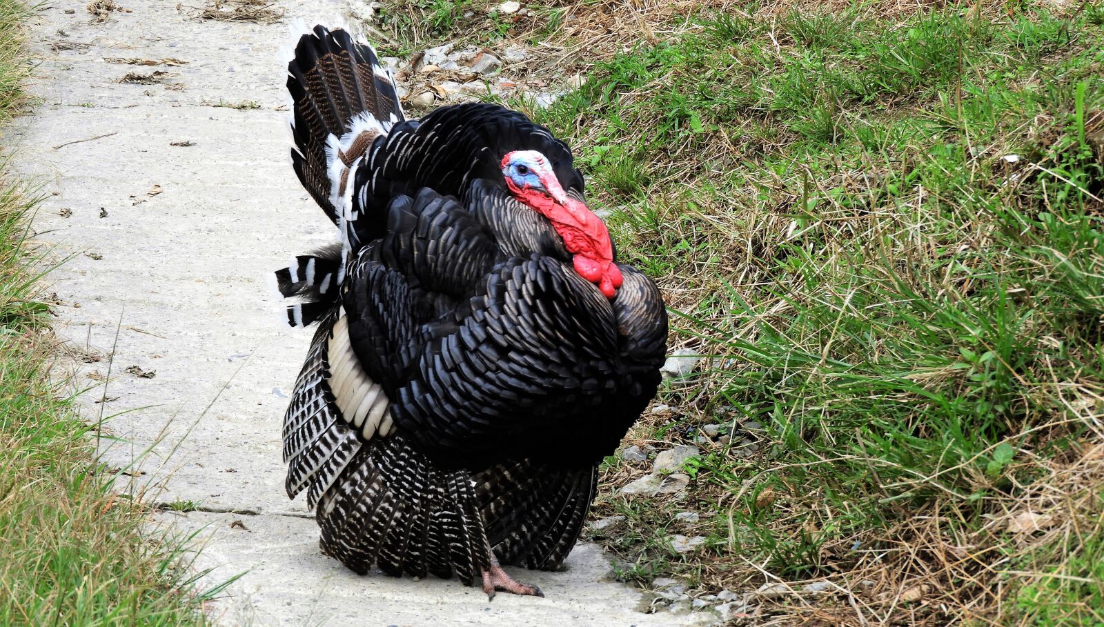 Nikon Coolpix B700 sample photo. Ave, nature, turkey photography