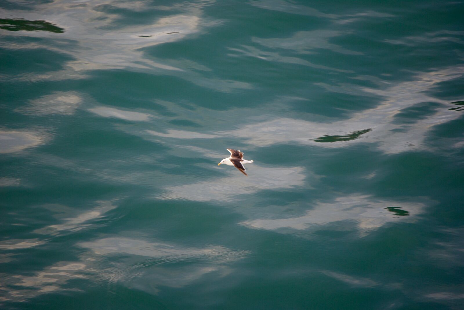 Nikon D3000 sample photo. Bird, seagull, sea photography
