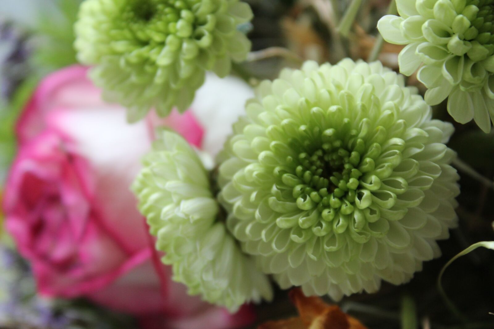 Canon EOS 1100D (EOS Rebel T3 / EOS Kiss X50) sample photo. Chrysanthemums, bouquet, pink photography