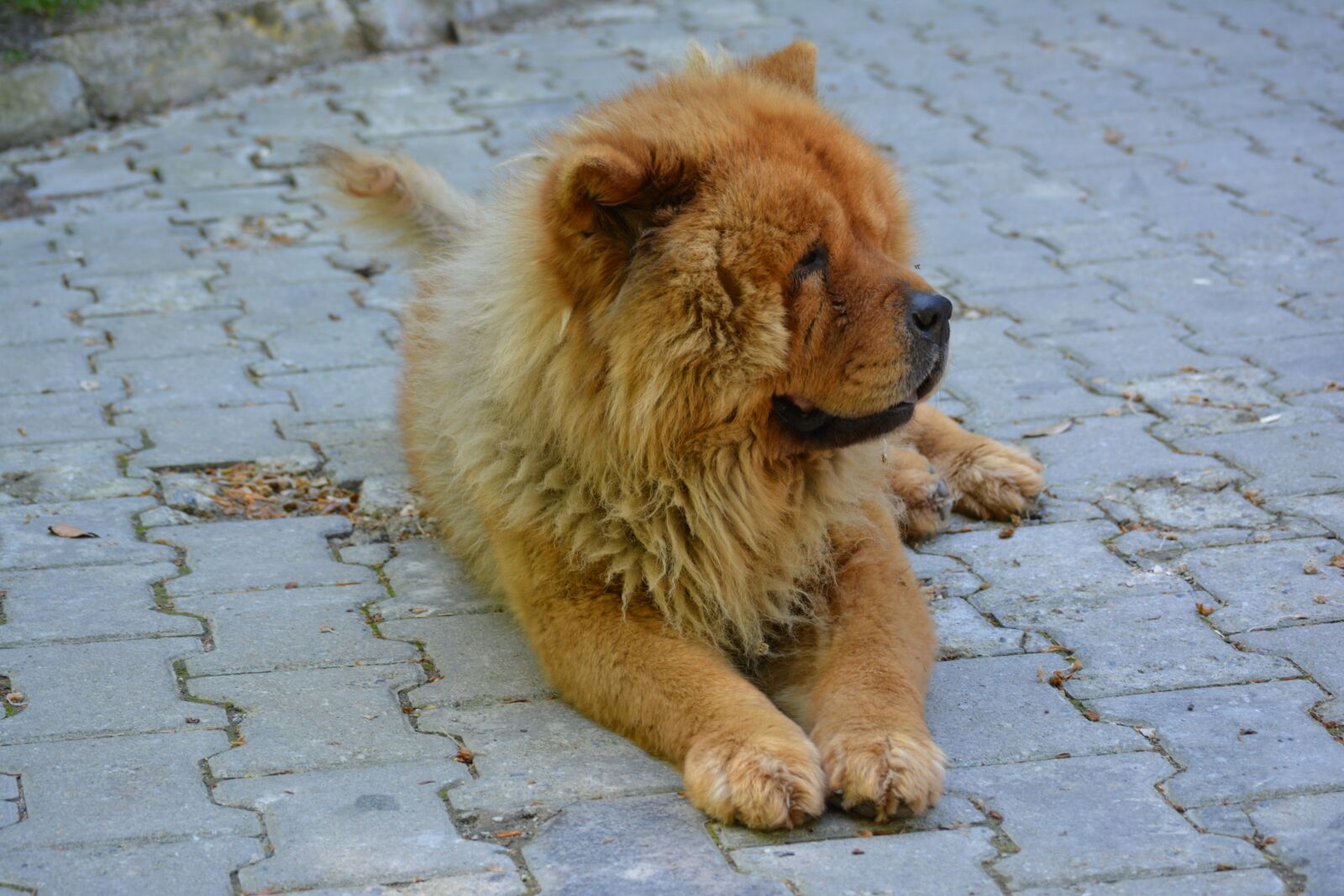 Nikon D5200 sample photo. Chow chow, tibet lion photography