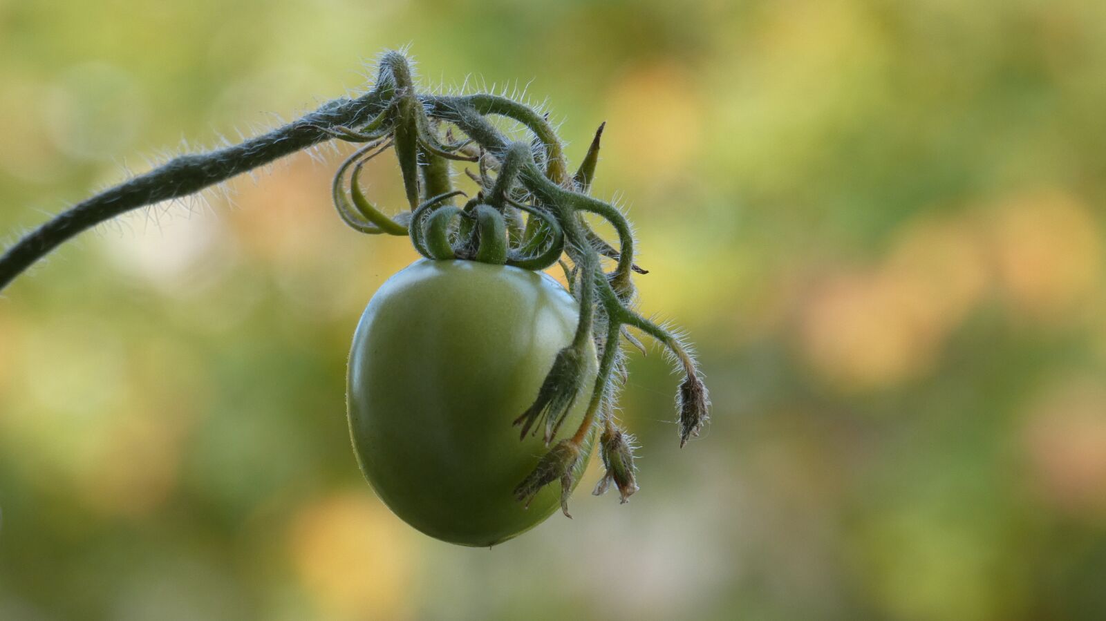 Panasonic Lumix DC-FZ80 (Lumix DC-FZ82) sample photo. Tomato, plant, green photography
