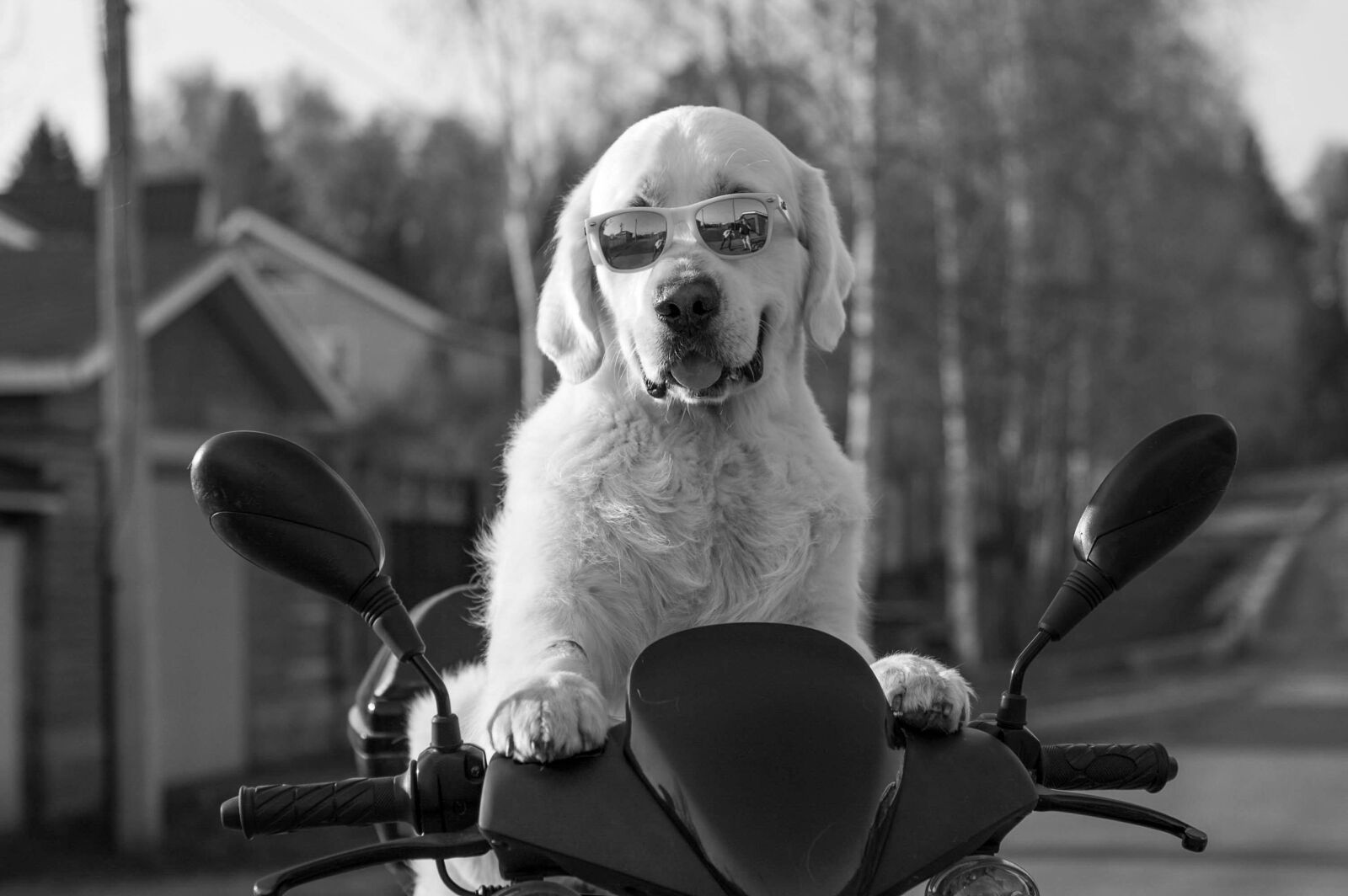 Nikon D50 sample photo. Dog, puppy, friend photography