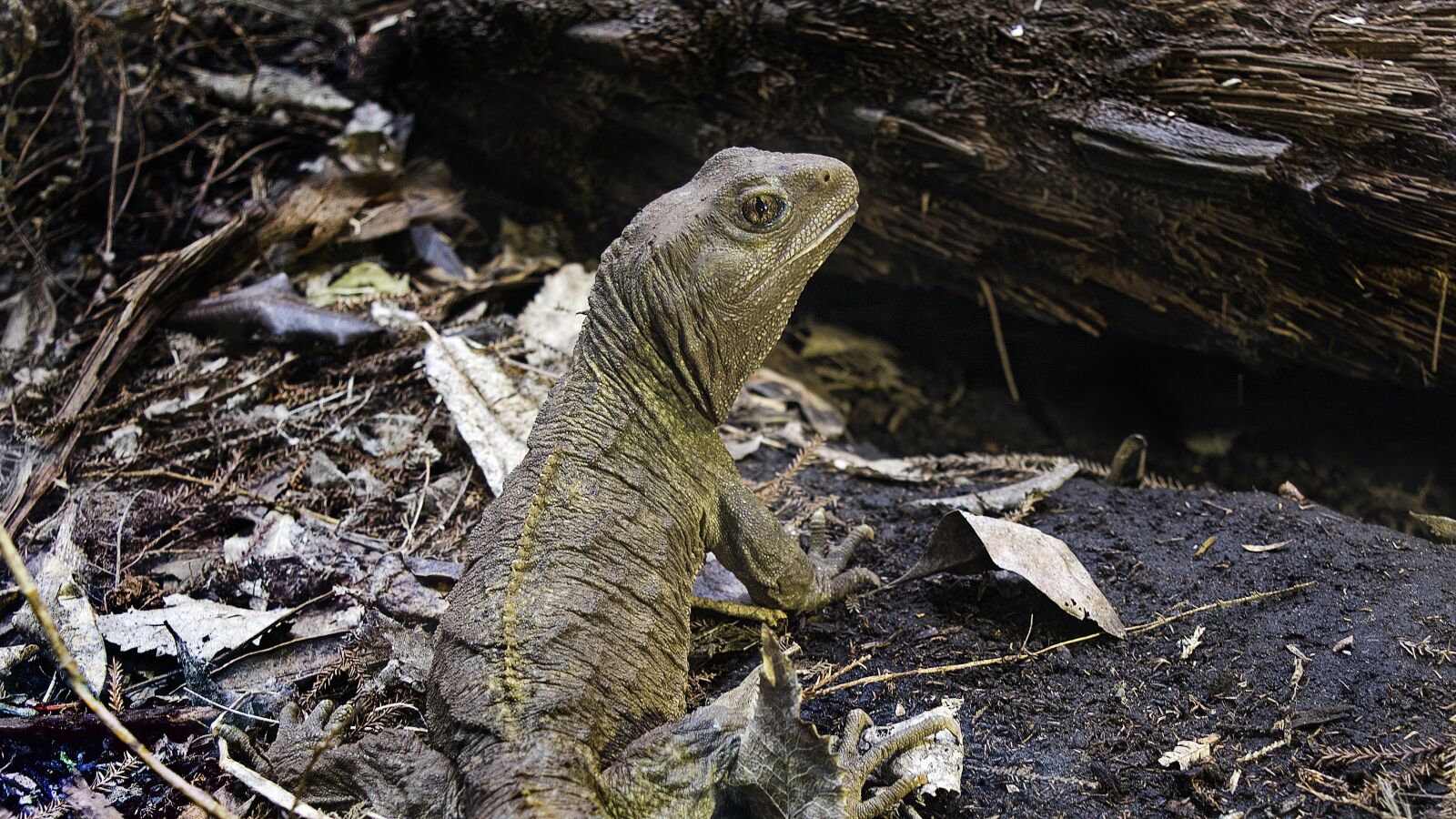 Nikon D5500 sample photo. Lizard, iguana, reptile photography