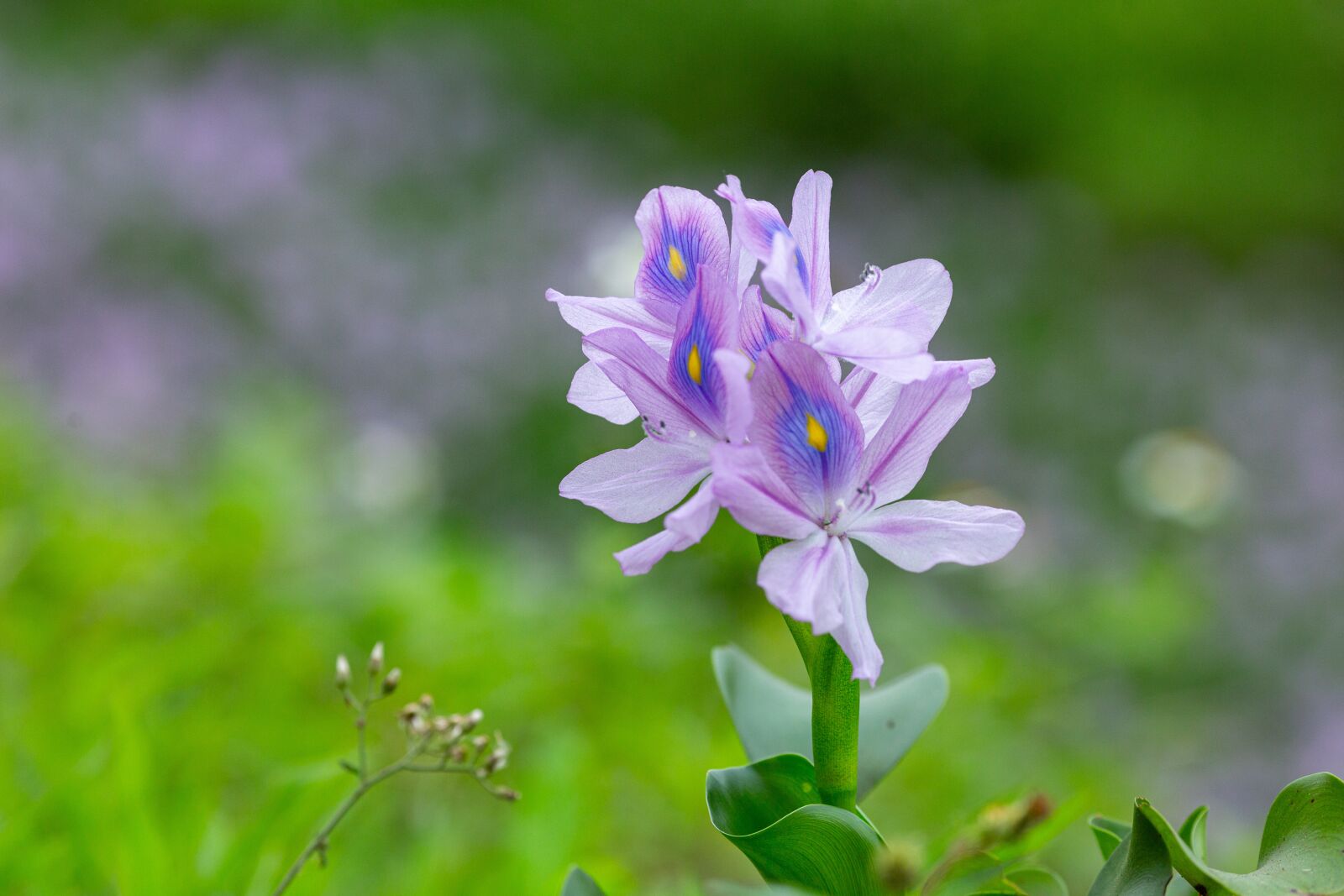 Canon EOS 5D Mark III + Canon EF 135mm F2L USM sample photo. Eichhornia crassipes, flower, ruffles photography