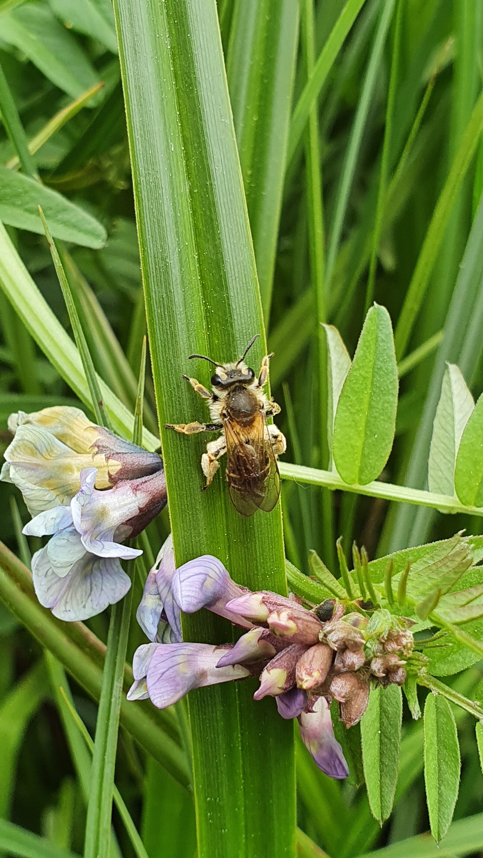 Samsung Galaxy S10+ sample photo. Wild bee, close up photography