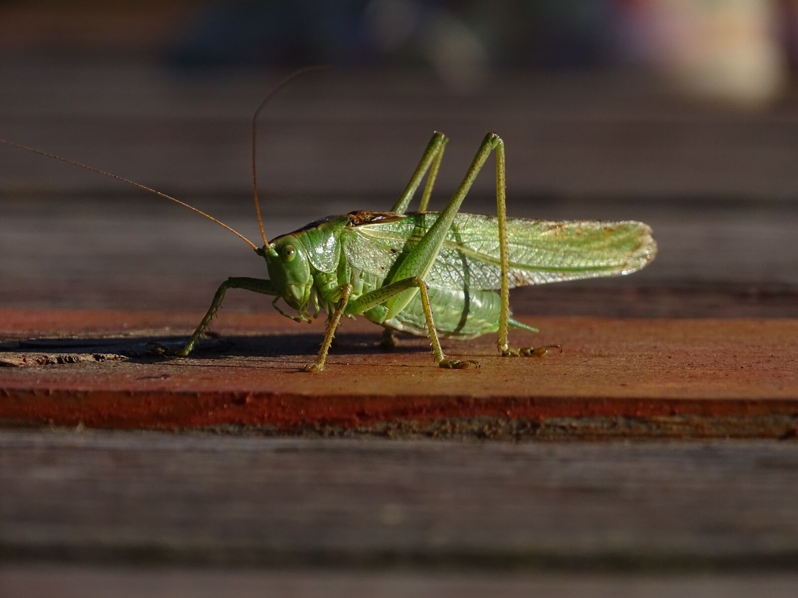 Sony Cyber-shot DSC-HX400V sample photo. Grasshopper, green, macro photography