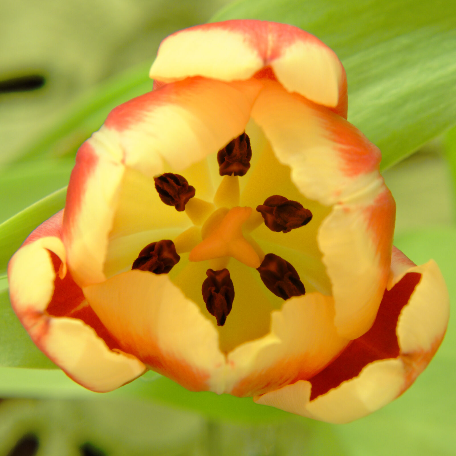 Nikon D3200 sample photo. Flower, plant, tulip photography
