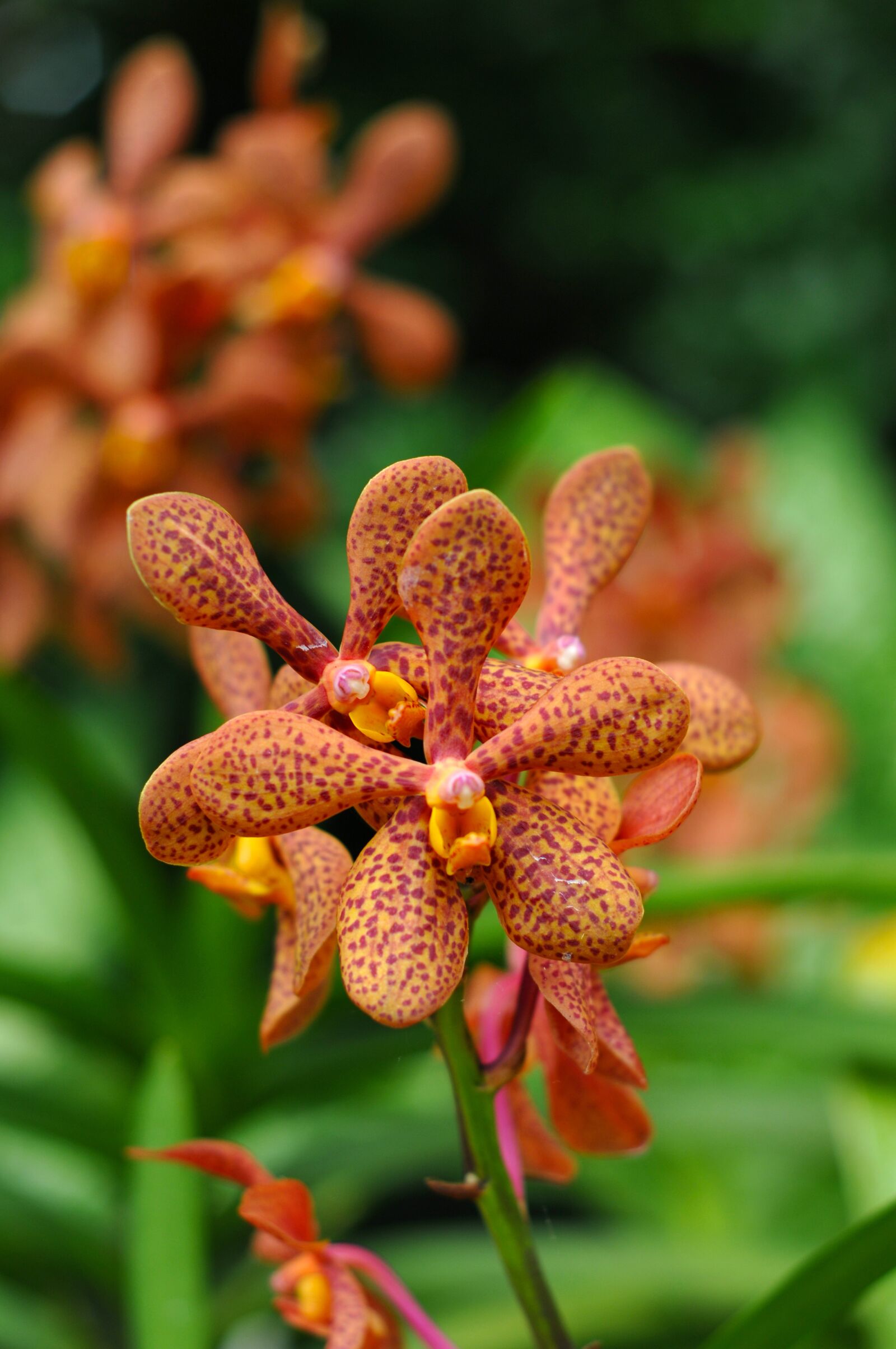 Nikon D300S sample photo. Flower, orchid, garden photography
