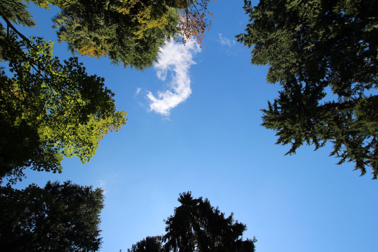 Canon EOS 600D (Rebel EOS T3i / EOS Kiss X5) sample photo. Sky, cloud, wood photography