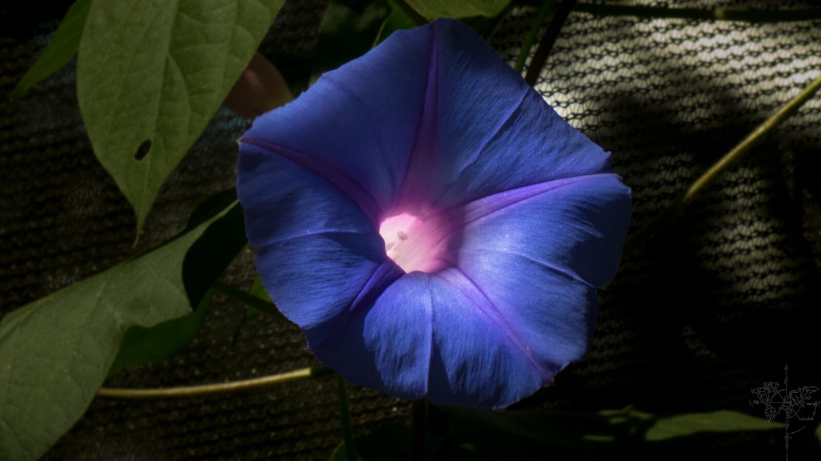 Panasonic DC-FZ83 sample photo. Flower, blue, blossom photography