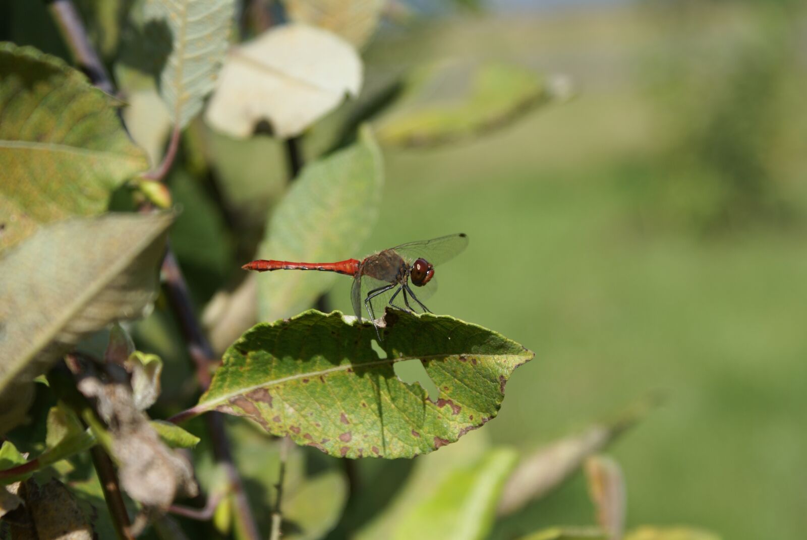 Sony Alpha DSLR-A100 sample photo. Ważka, leaf, summer photography