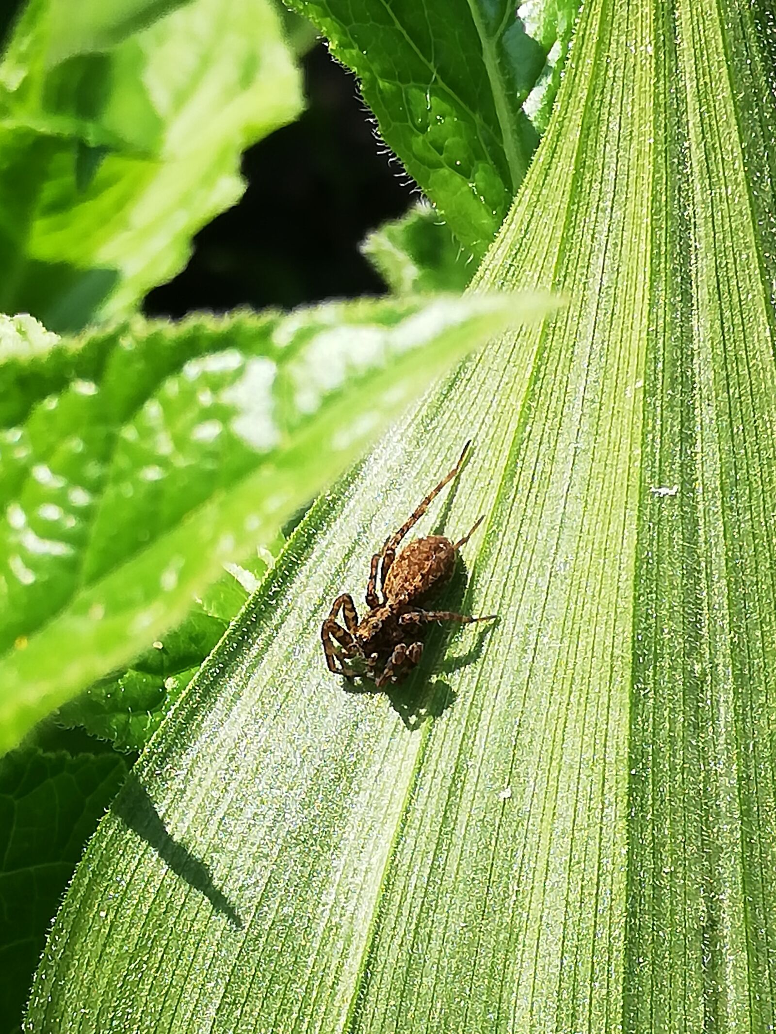 HUAWEI P20 lite sample photo. Spider, sheet, day photography