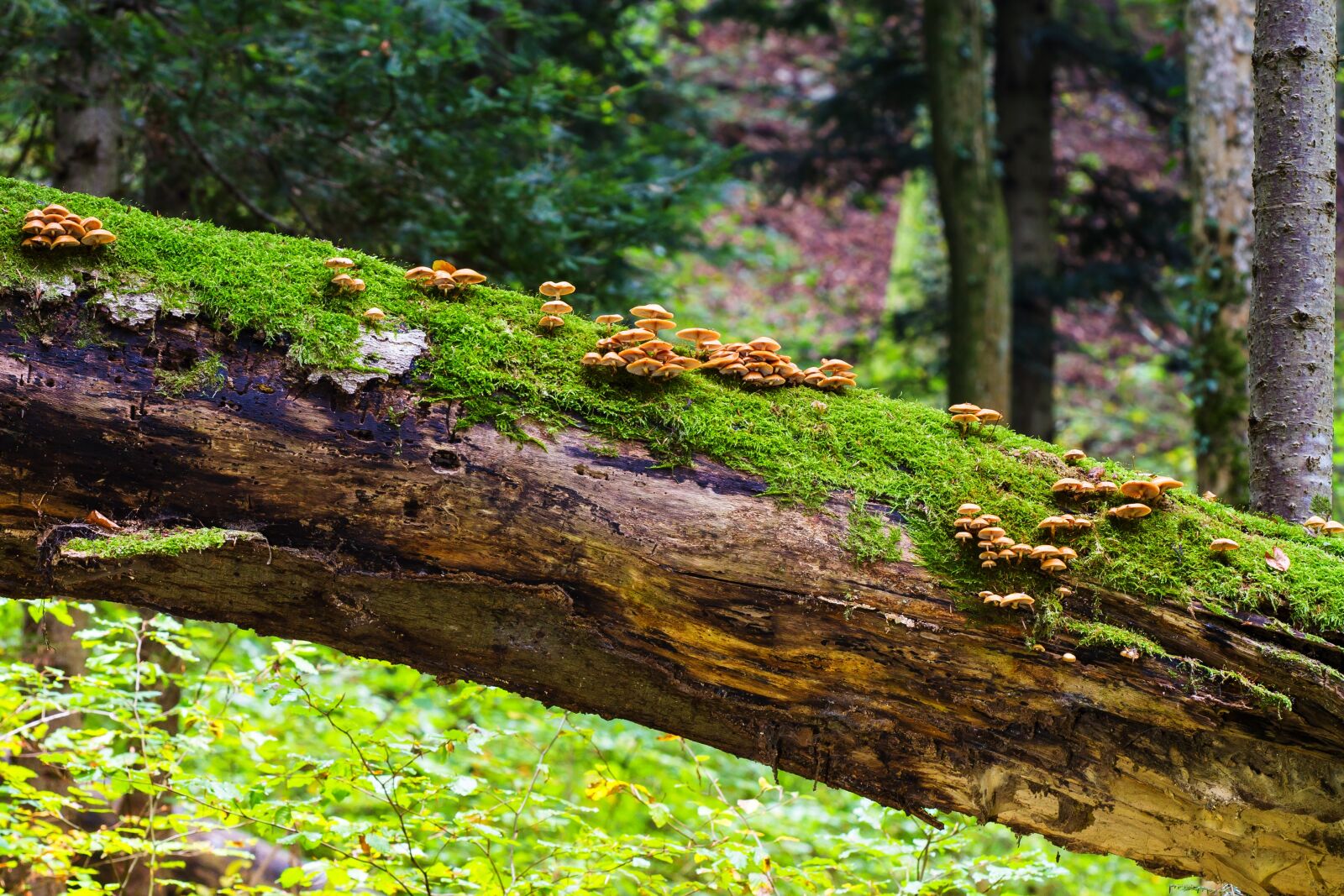 Canon EOS 7D sample photo. Mushrooms, wood mushrooms, log photography