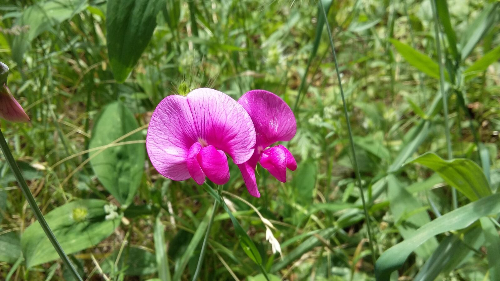 Samsung Galaxy A3 sample photo. Flower, wild flower, purple photography