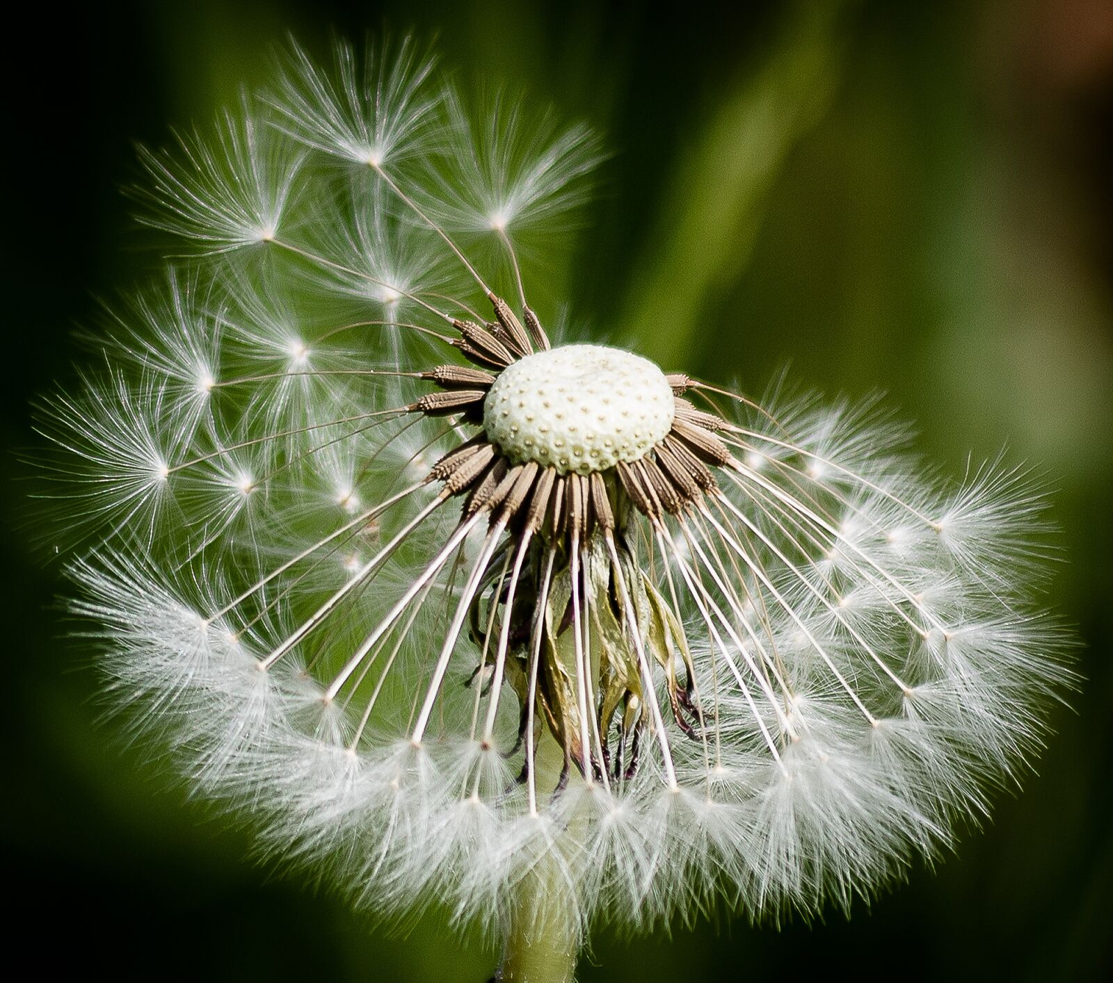 Canon EF 70-300mm F4-5.6 IS USM sample photo. Dandelion, flying seeds, close photography