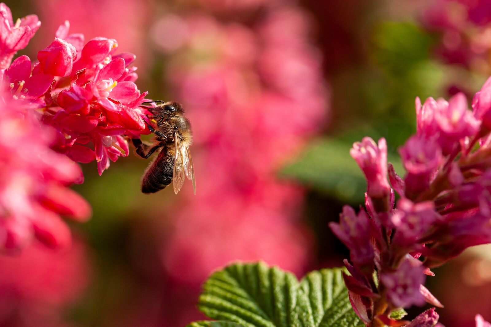 Canon EOS 5D Mark II sample photo. Bee, pink, macro photography