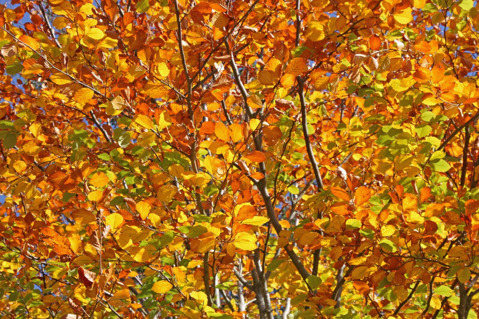 Canon EOS 60D sample photo. Autumn, leaves, tree shrub photography