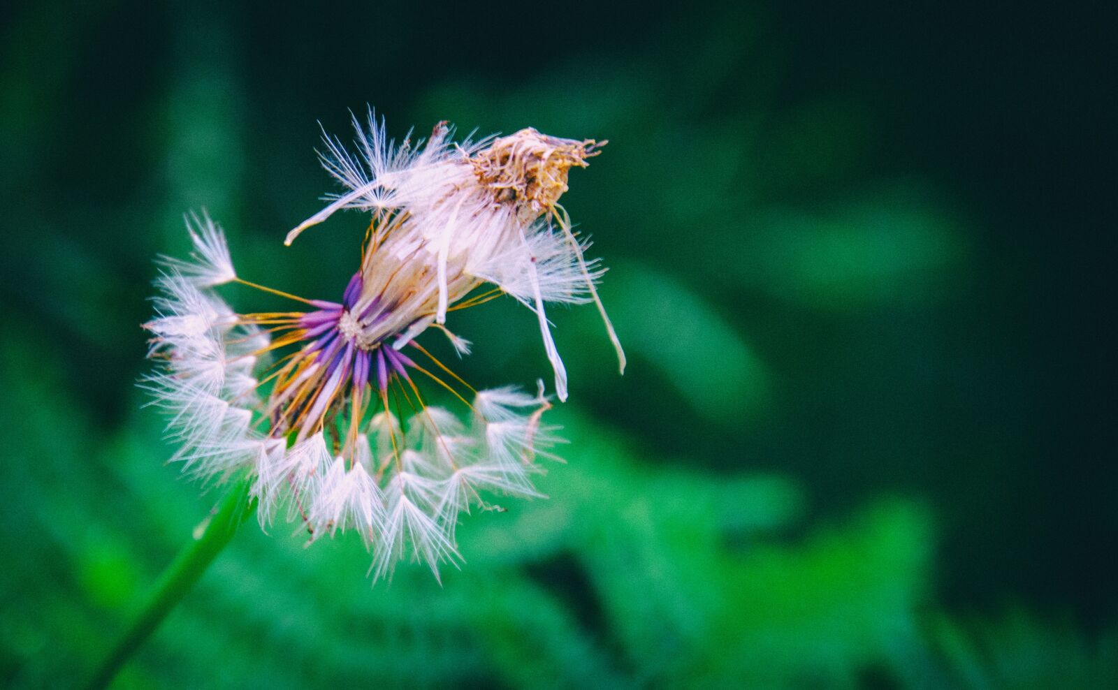 Nikon D7000 sample photo. Dandelion, flower, clock photography