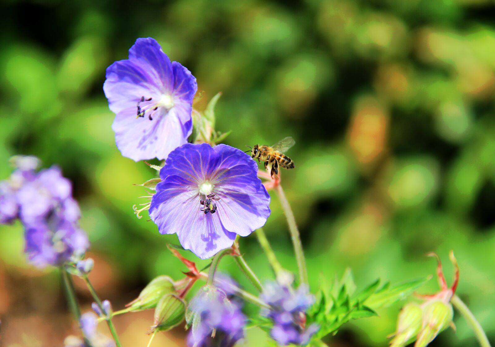 Canon EF-S 18-200mm F3.5-5.6 IS sample photo. Purple, bee, garden photography