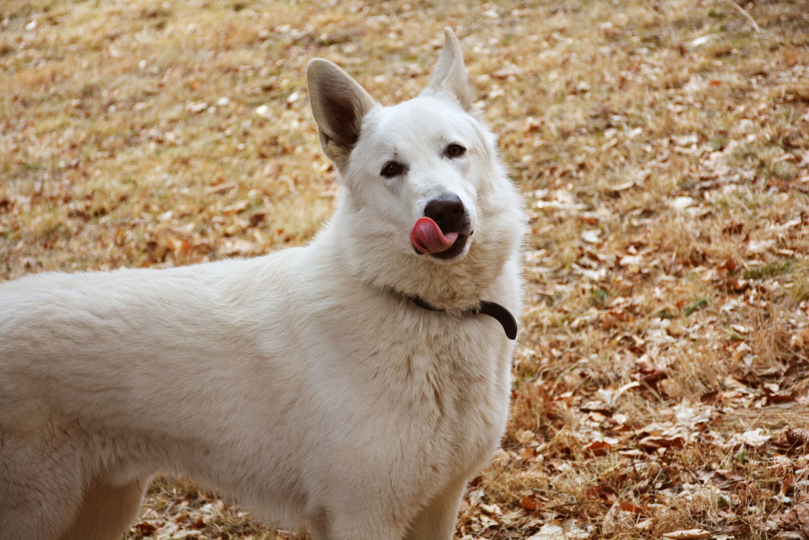 Nikon D5200 sample photo. Dog, pose, lick photography