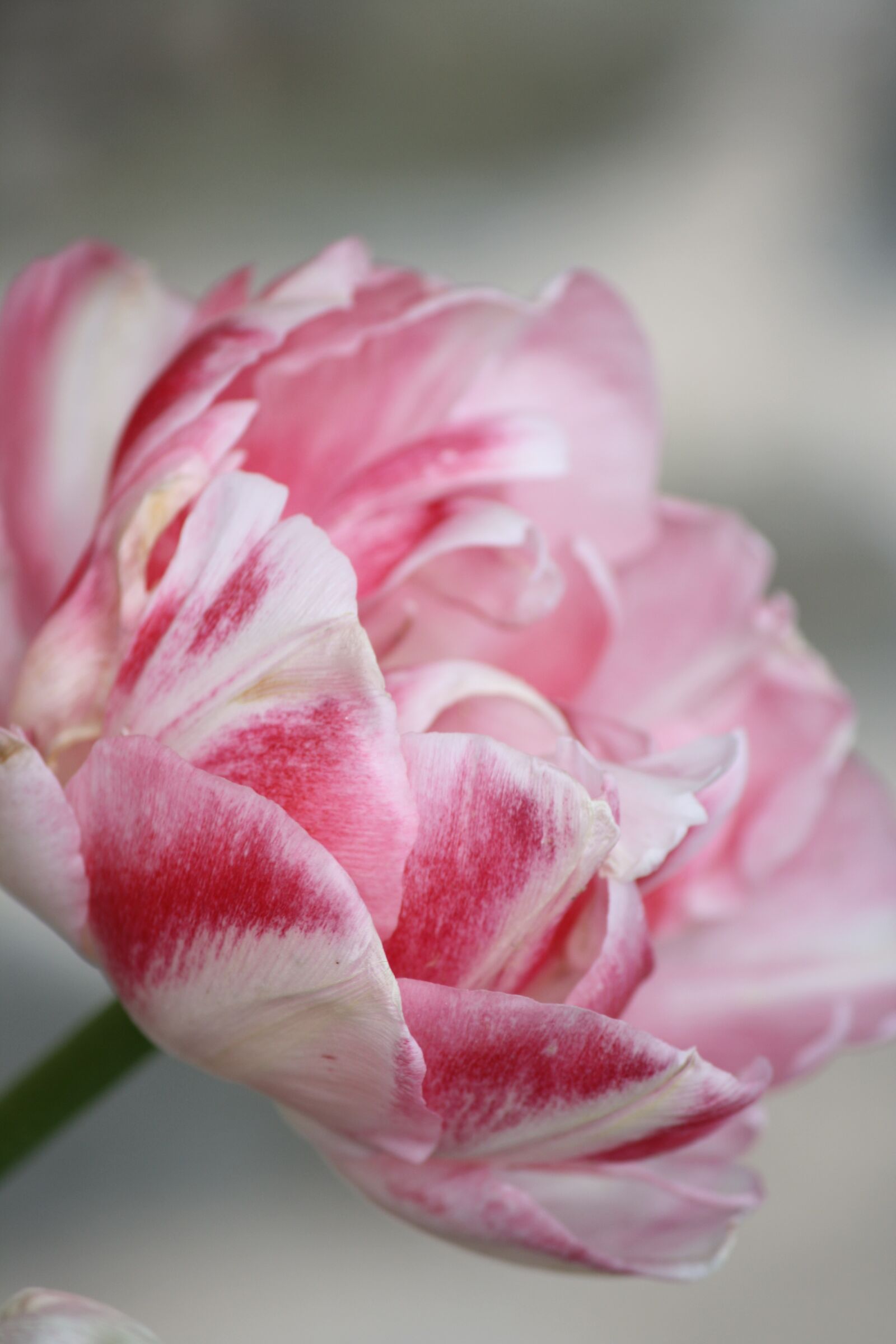 Canon EOS 1000D (EOS Digital Rebel XS / EOS Kiss F) sample photo. Peony, flower, blossom photography