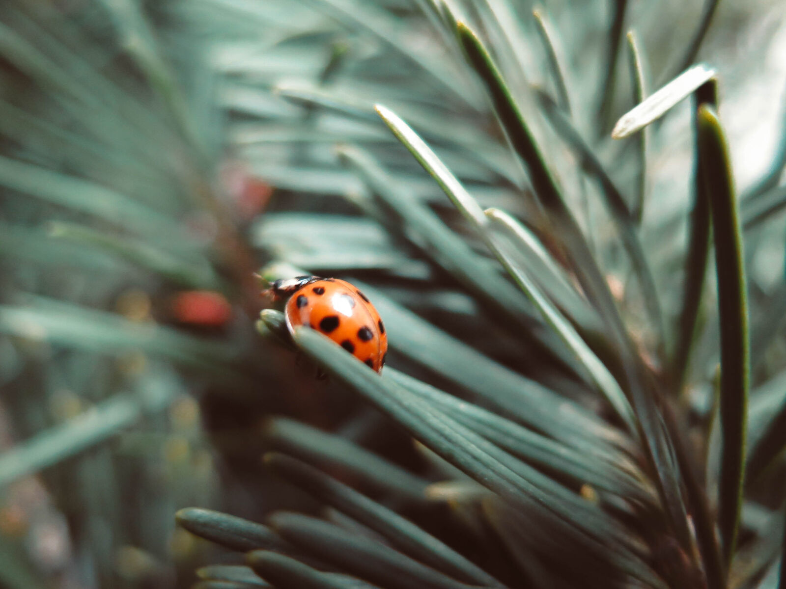 Canon PowerShot G16 sample photo. Close, up, of, ladybug photography