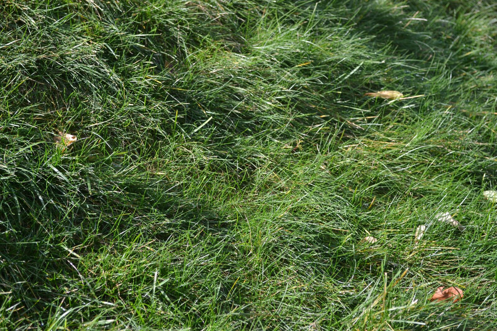 Nikon D3100 sample photo. Grass, green, sun photography