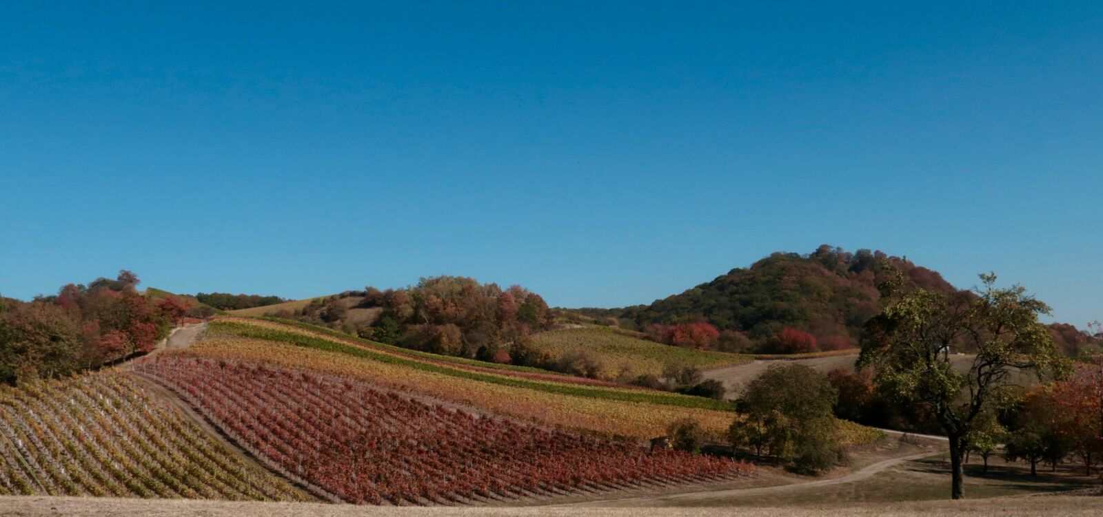 Canon PowerShot G7 X Mark II sample photo. Wine, vines, vineyard photography