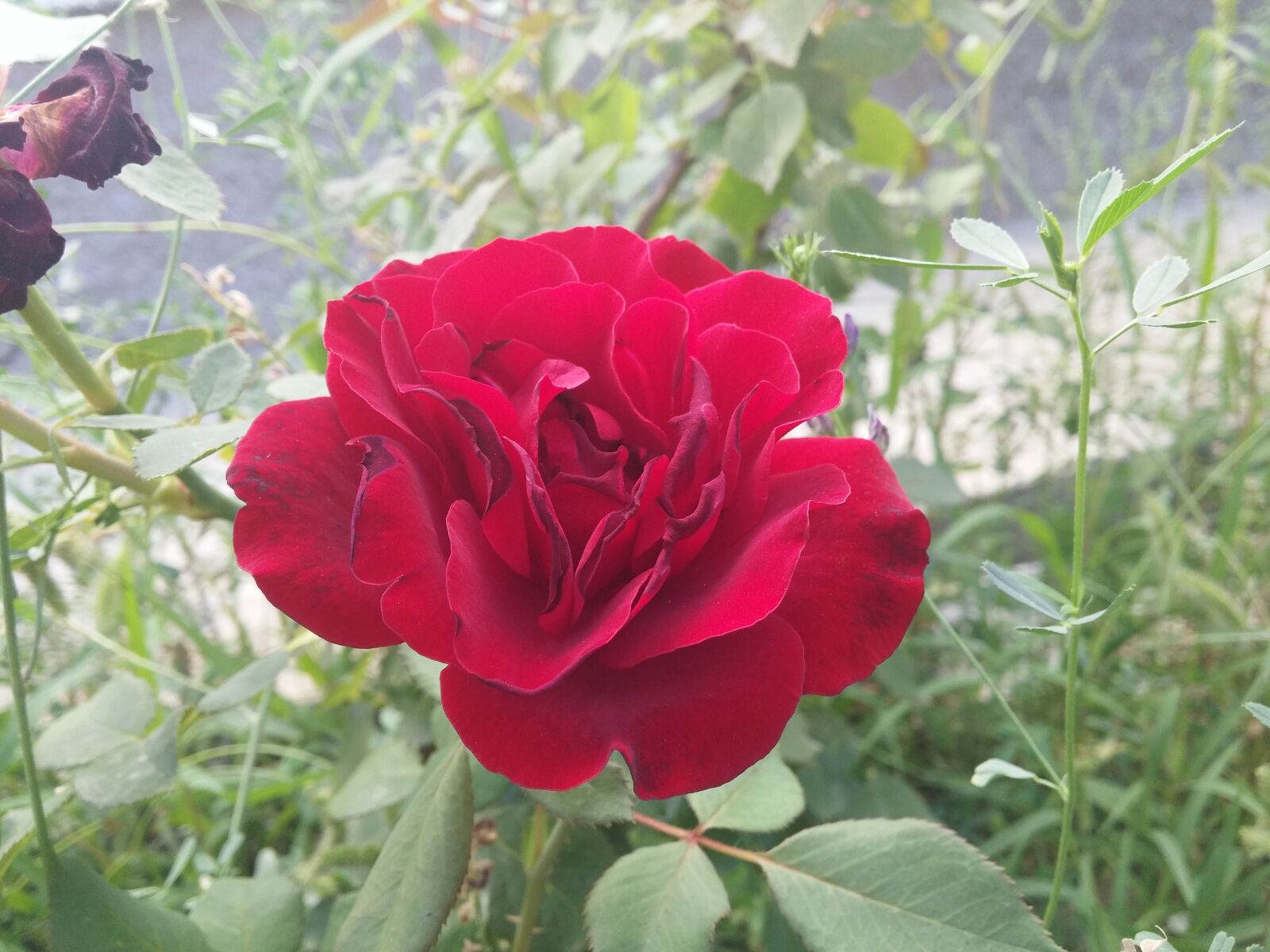 LG G3 sample photo. Rose photography
