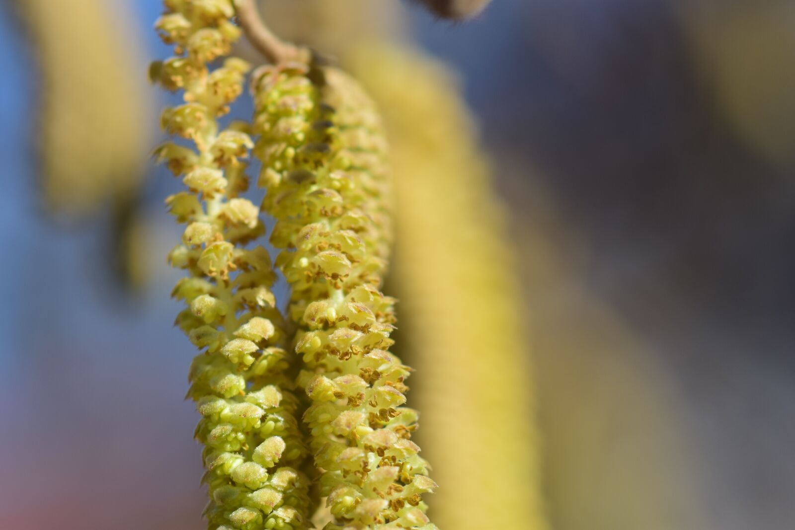 Nikon D3300 sample photo. Hazel flower, nut, allergy photography