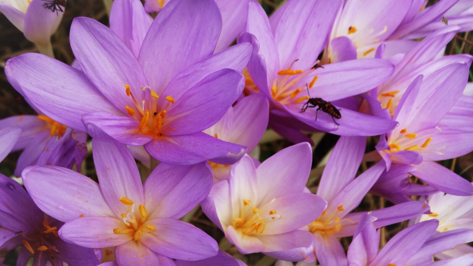 Sony Cyber-shot DSC-HX300 sample photo. Flowers, crocus, spring photography