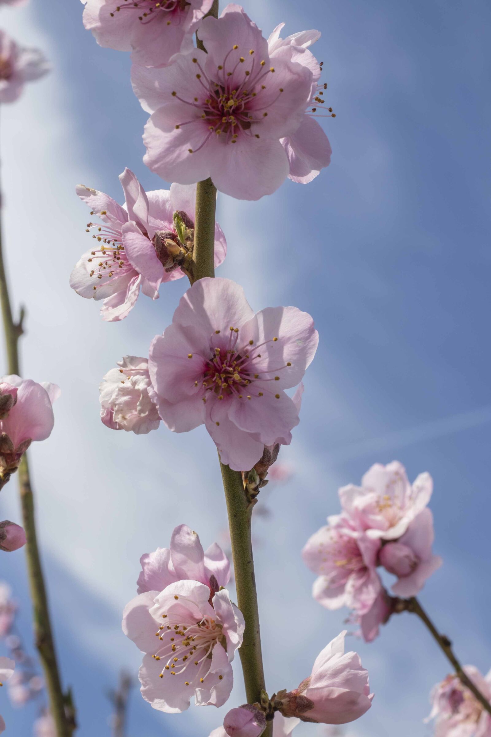 Canon EF 50mm F1.8 STM sample photo. Flowers, spring, flower photography