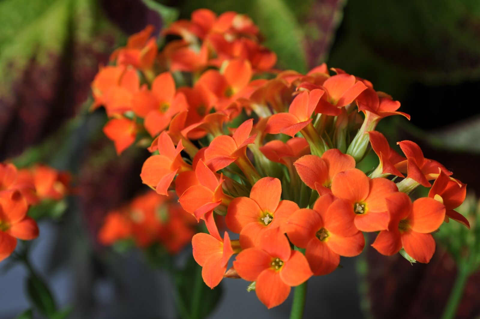 Nikon D5000 sample photo. Kalanchoe, plants, flower photography