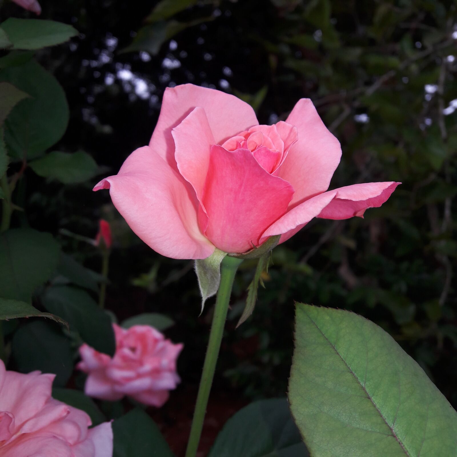 Samsung Galaxy J7 sample photo. Rose, flower, nature photography
