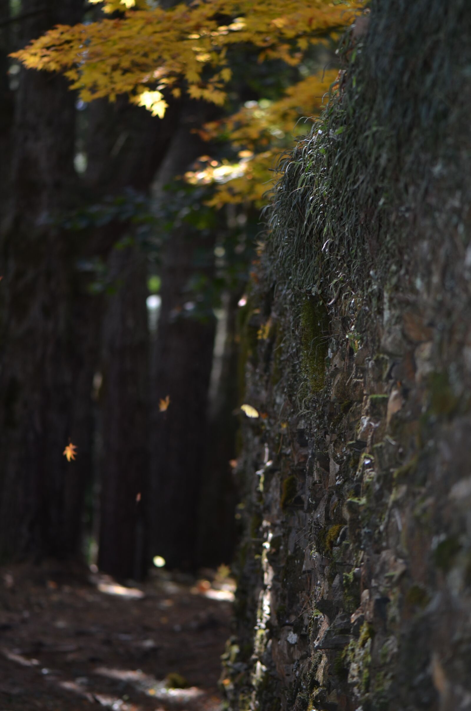 Nikon D7000 sample photo. Autumn, wall, texture photography