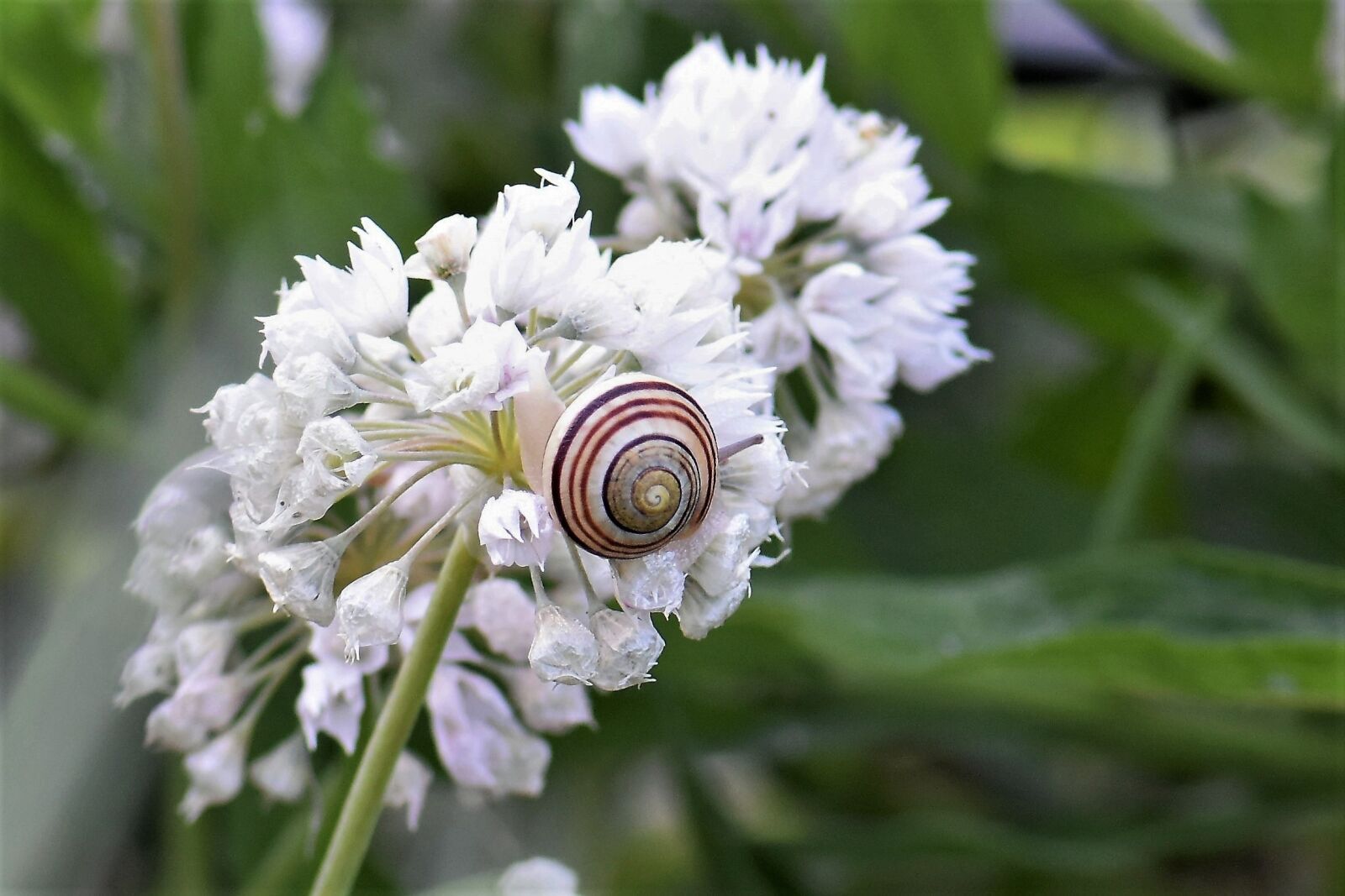 Nikon D5500 sample photo. Snail, shell, blossom photography