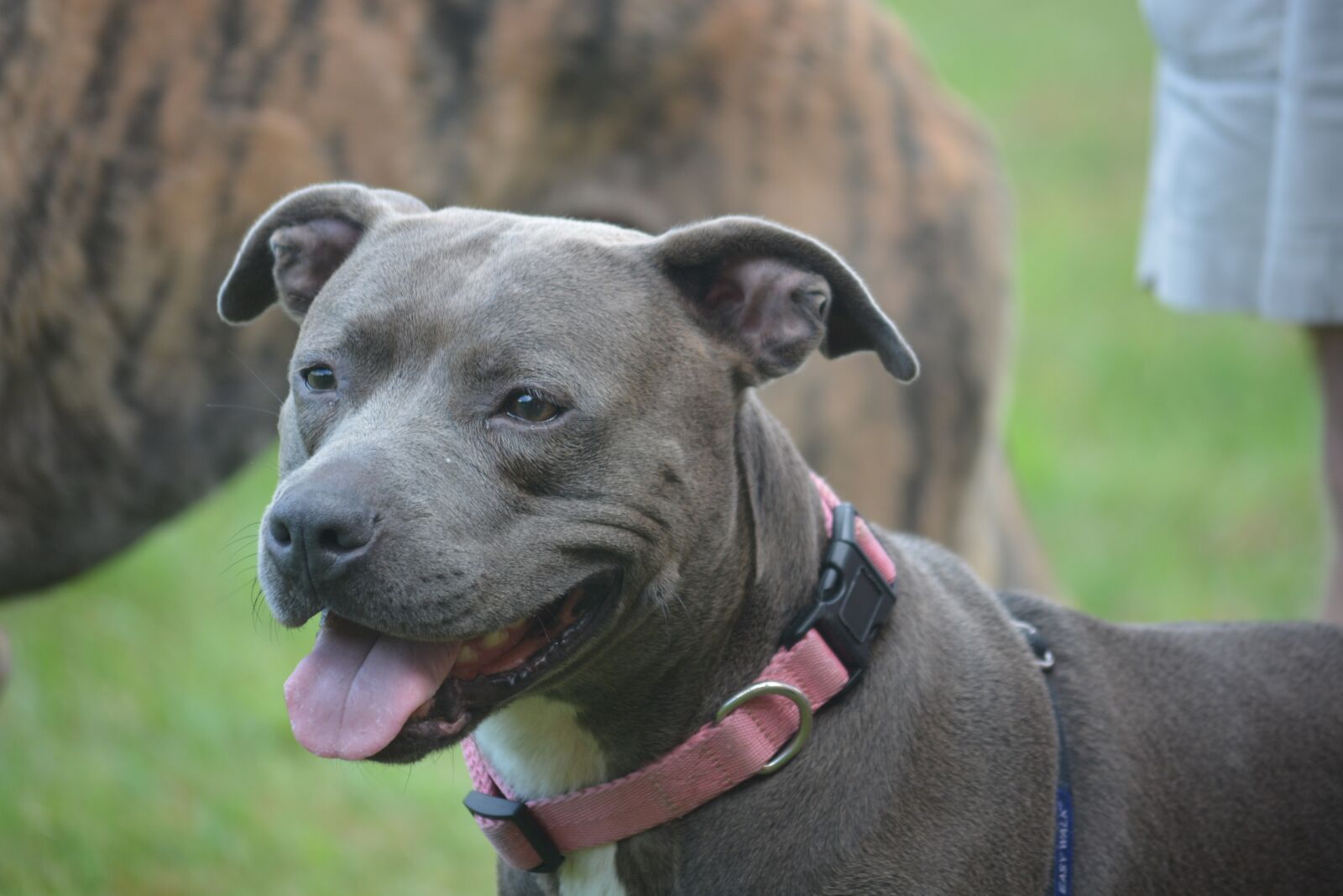 Nikon D5200 sample photo. Dog, pit bull, canine photography