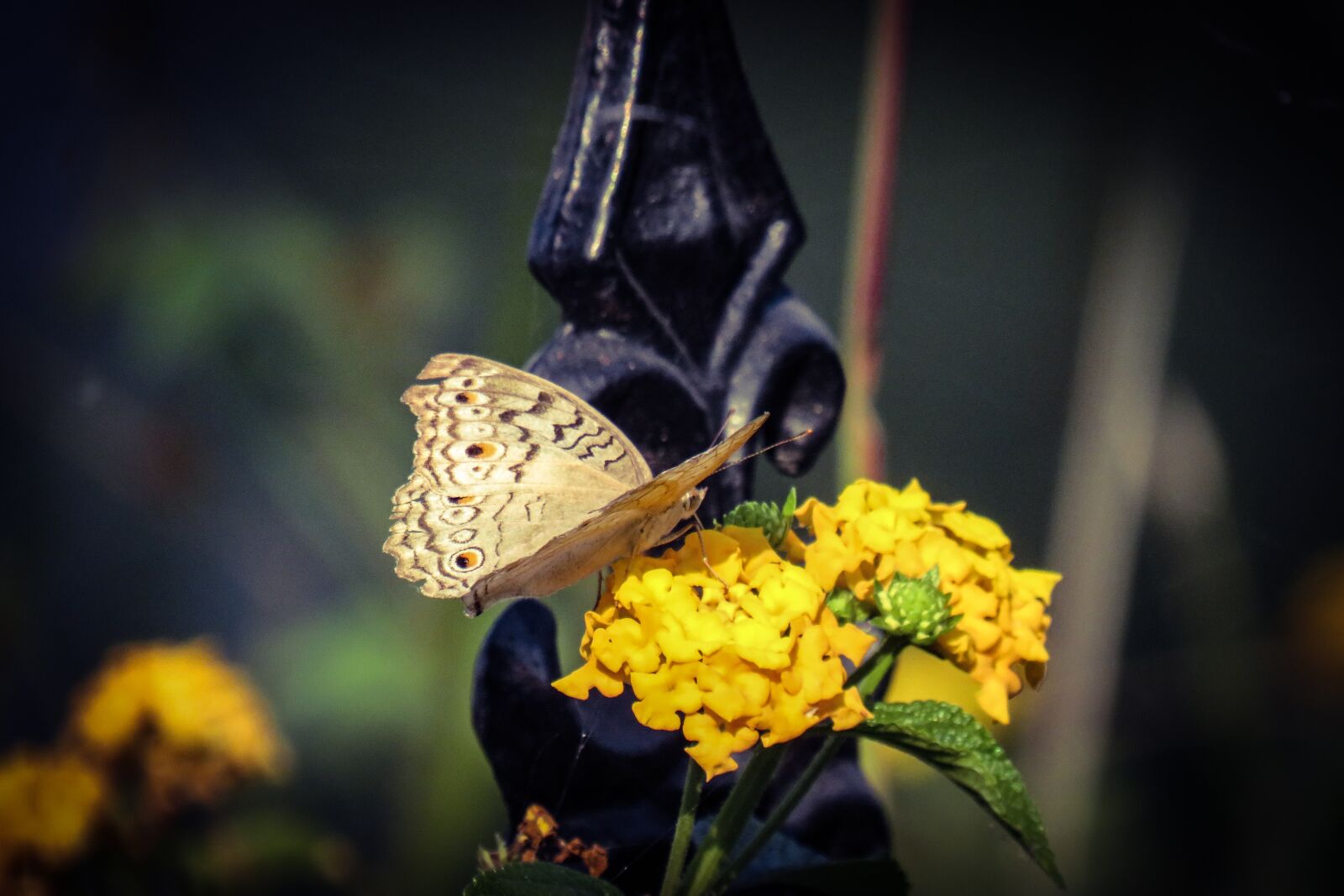 Canon PowerShot SX540 HS sample photo. Butterfly, flower, garden photography