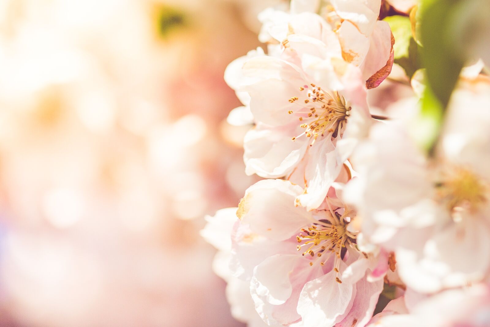 Canon EF 100mm F2.8 Macro USM sample photo. Flower, nature, cherry photography