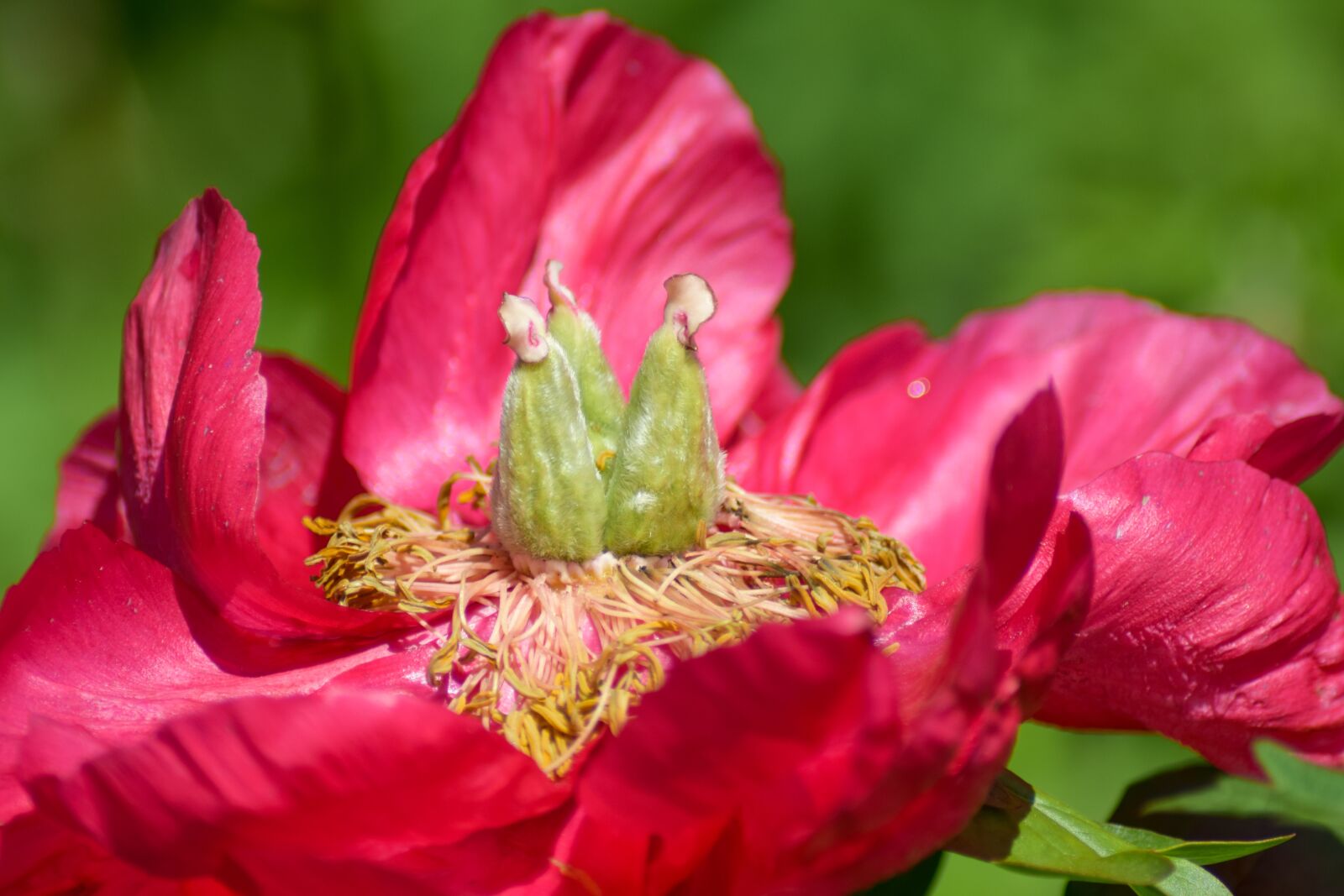 Nikon D5300 sample photo. Pink flower, flower, open photography