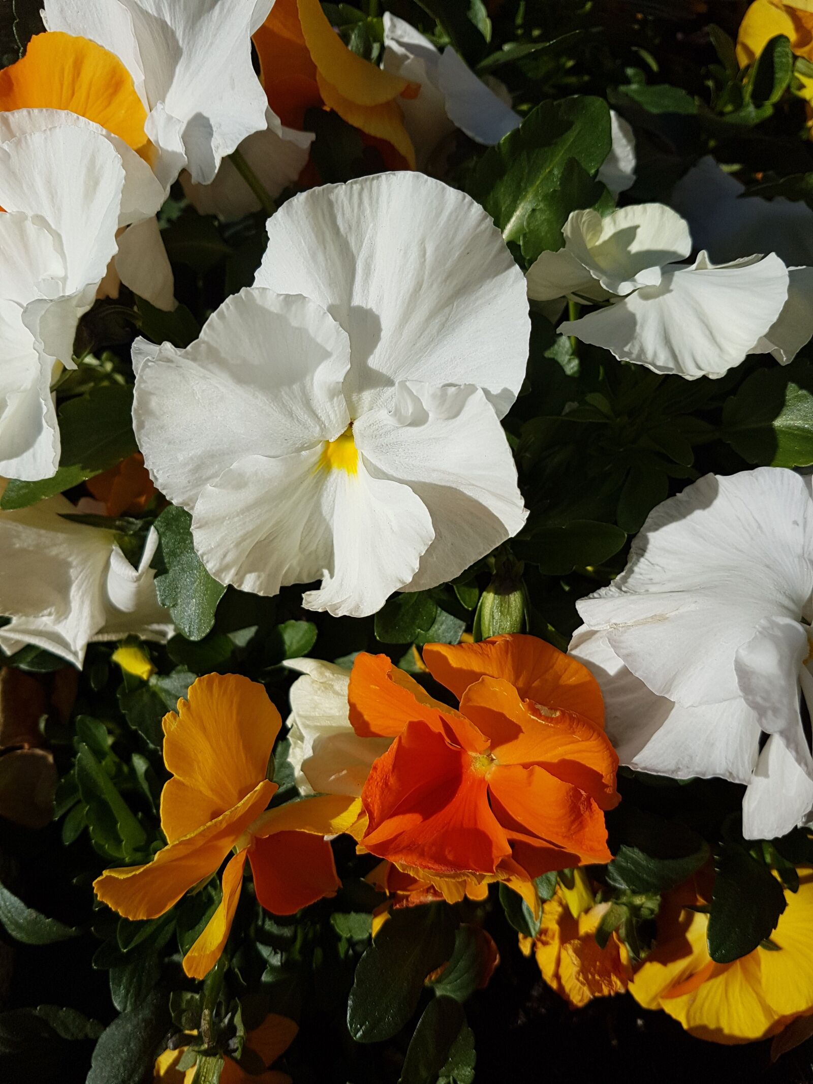 Samsung Galaxy S7 Edge sample photo. Pansy, flowers, spring photography