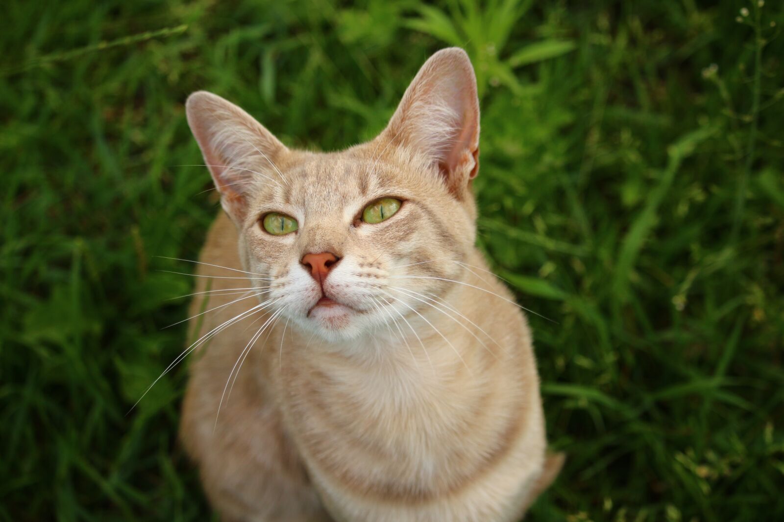 Canon EOS 100D (EOS Rebel SL1 / EOS Kiss X7) sample photo. Cat, kitten, mieze photography