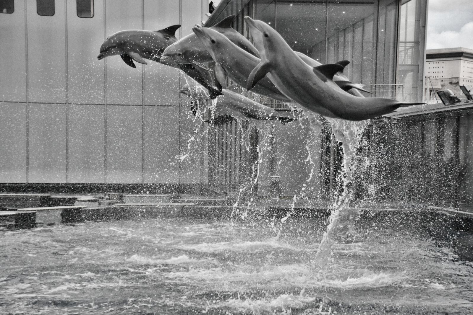 Nikon D5200 sample photo. Dolphin, jump, water photography