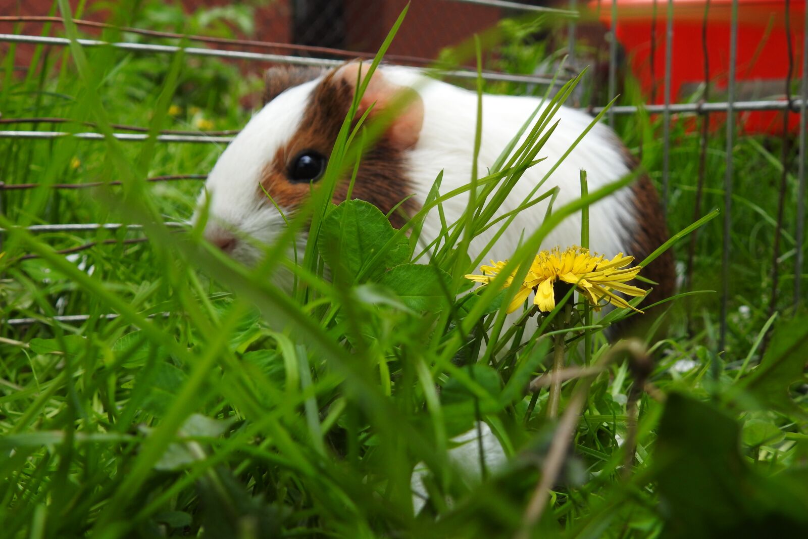 Nikon Coolpix P900 sample photo. Nature, lawn, at the photography