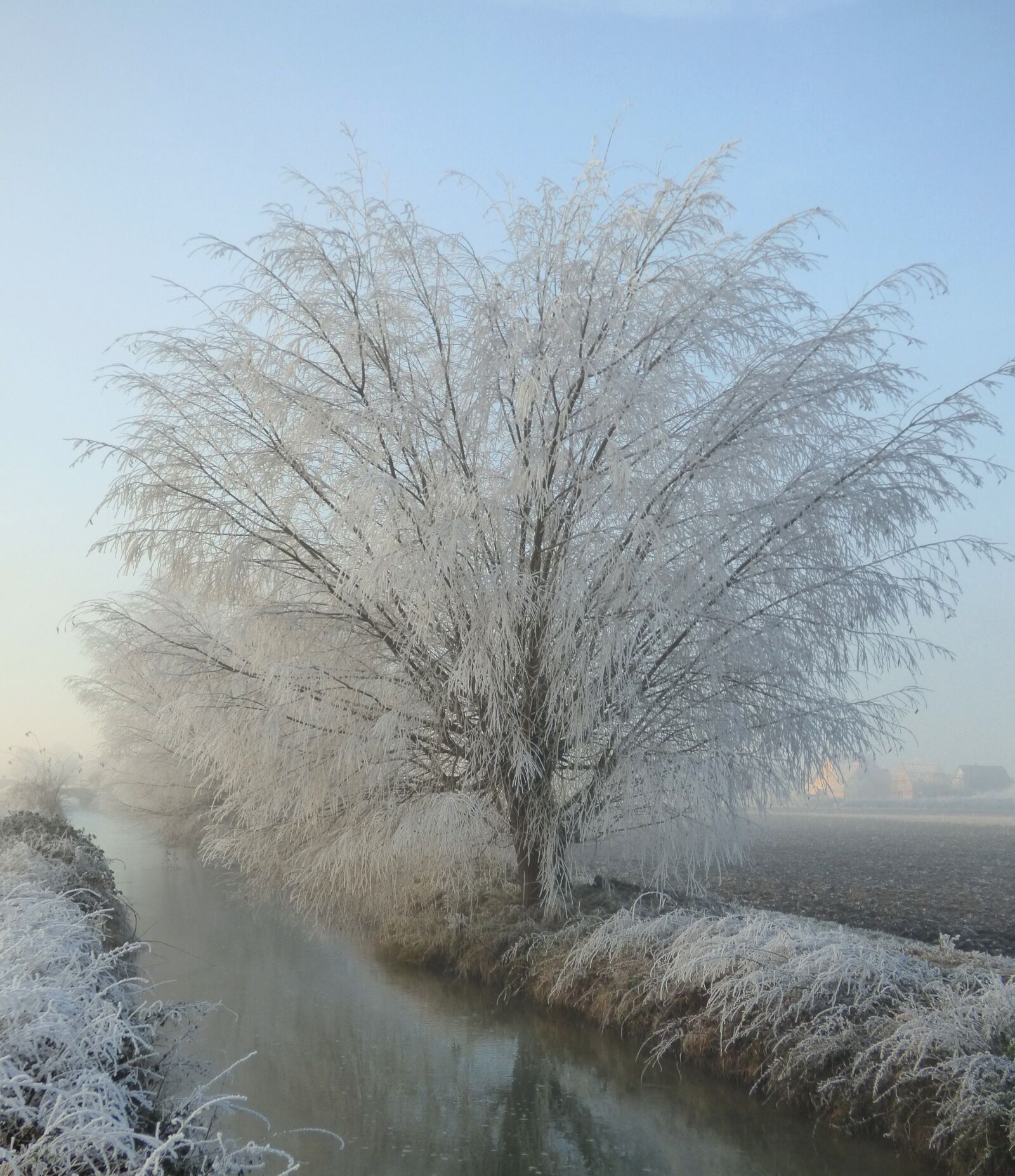 Panasonic DMC-FZ72 sample photo. Tree, frost, snow photography